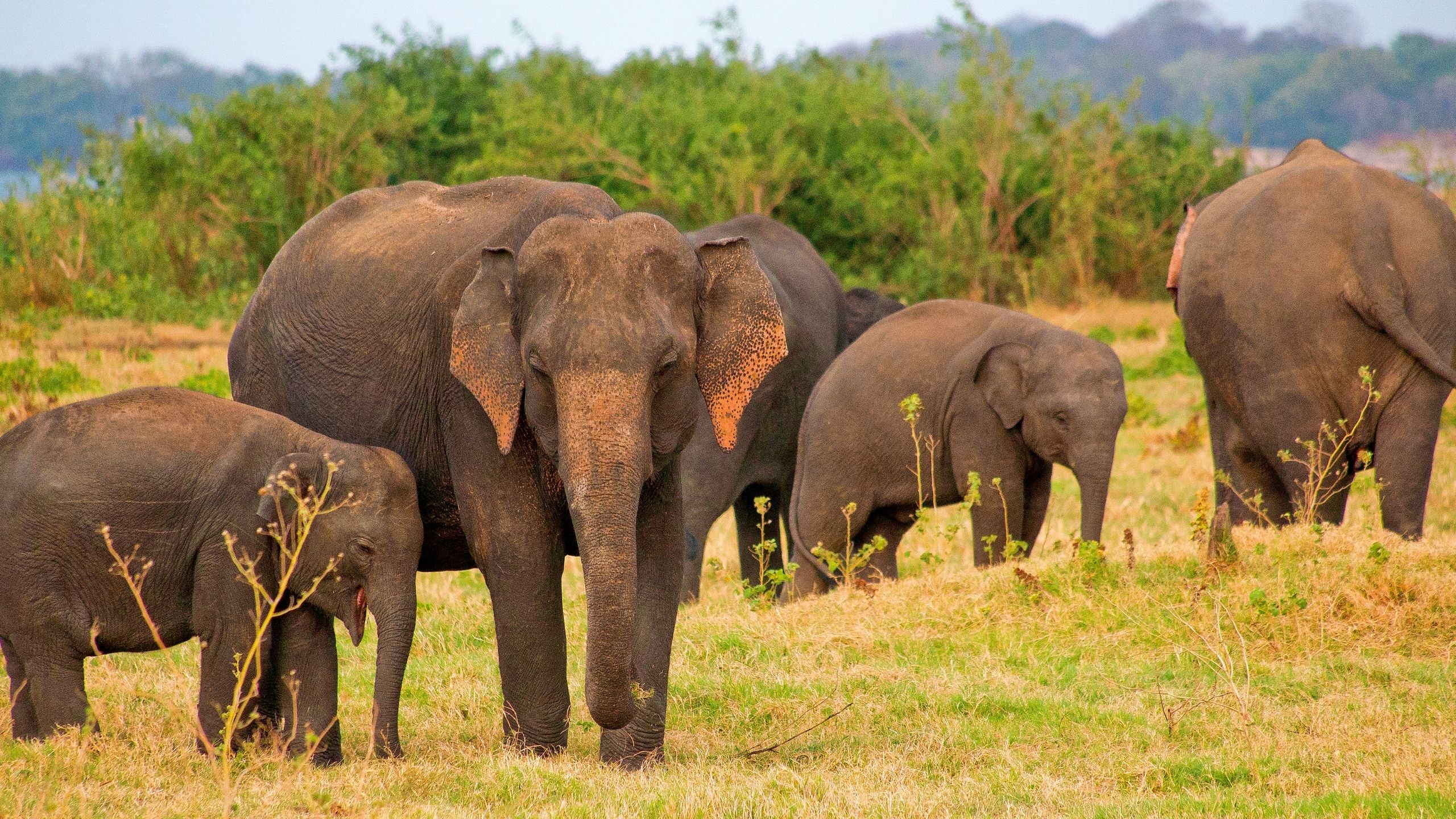 Complete Sri Lanka 7-day island circuit with private chauffeur - Lanka Cab Travels